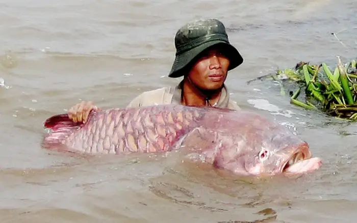 Cá Hô Sông Vàm Nao: Loài Cá Đặc Sản Quí Hiếm Đang Dần Biến Mất