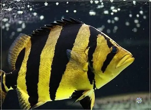 Cá Hổ Sumatra Ăn Gì? Hướng Dẫn Chi Tiết Chế Độ Dinh Dưỡng Cho Loài Cá Săn Mồi Ấn Tượng