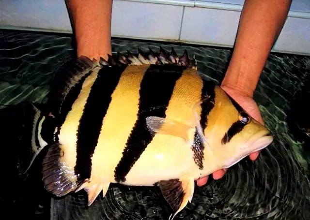 Cá Hổ Sumatra Ăn Gì? Hướng Dẫn Chi Tiết Chế Độ Dinh Dưỡng Cho Loài Cá Săn Mồi Ấn Tượng