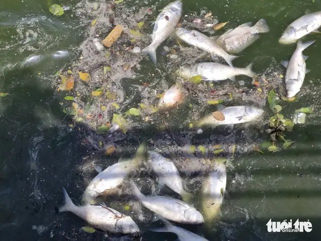 Tấn Cá Chết Nổi Trắng Hồ Tây - Ảnh 3. Tấn Cá Chết Nổi Trắng Hồ Tây - Ảnh 3.