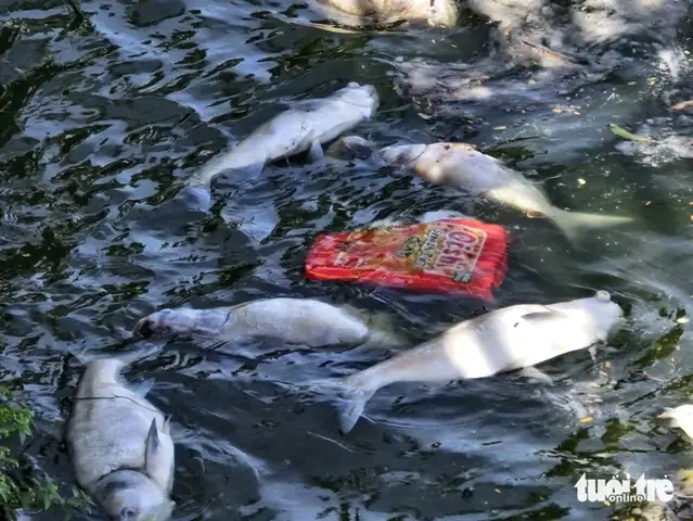 Tấn Cá Chết Nổi Trắng Hồ Tây - Ảnh 4. Tấn Cá Chết Nổi Trắng Hồ Tây - Ảnh 4.