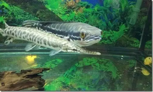 Cách Nuôi Cá Sấu Hỏa Tiễnlàm Cảnh