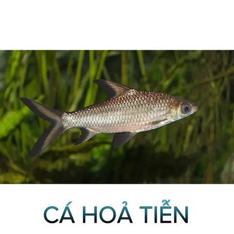 Cá Hõa Tiễn- Cá Thủy Sinh- Cá Cảnh Thiên Phước