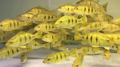 Cá Hoàng Bảo Yến Ăn Gì?