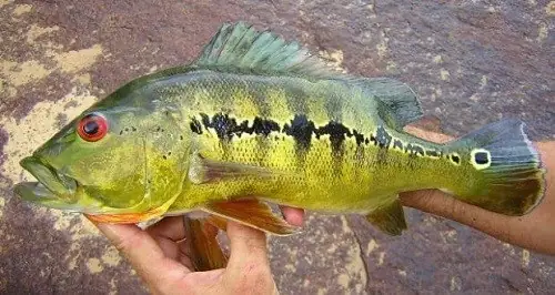 Cá Hoàng Bảo Yến Orino