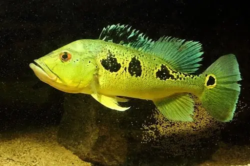 Bệnh Thường Gặp Ở Cá