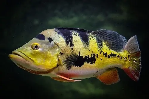 Nguồn Gốc Giống Cá Hoàng Bảo Yến