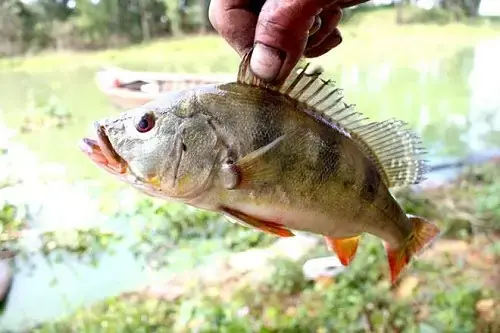 Mua Cá Hoàng Đế Ở Đâu? Gợi Ý Địa Điểm Uy Tín