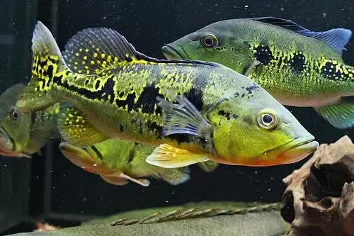 Cá Hoàng Đế Chiên Mắm Me