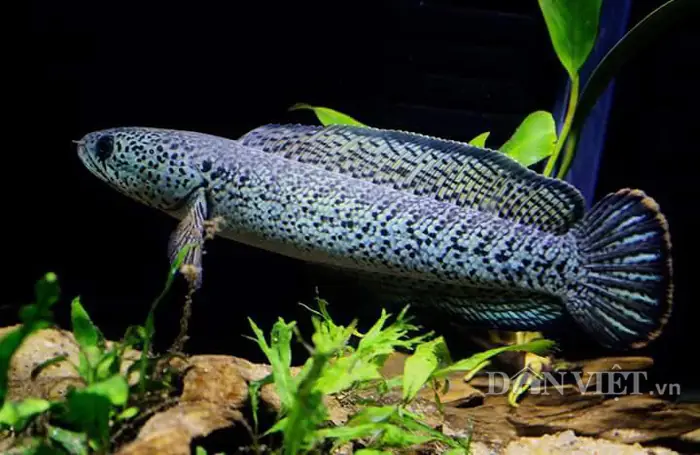 Lợi Ích Khi Ăn Cá Lóc Hoàng Đế