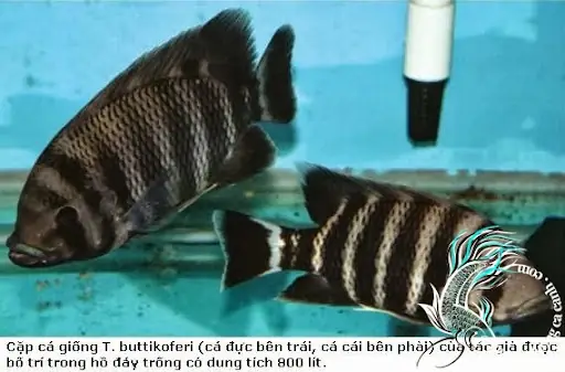 Cá Hoàng Tử Châu Phi Ăn Gì