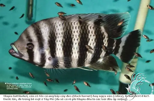 Cá Hoàng Tử Châu Phi Ăn Gì