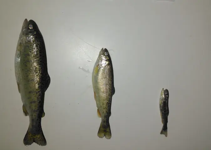 Chẩn Đoán Tốt Hơn Ngộ Độc Nấm (mycotoxicoses) Trên Cá.