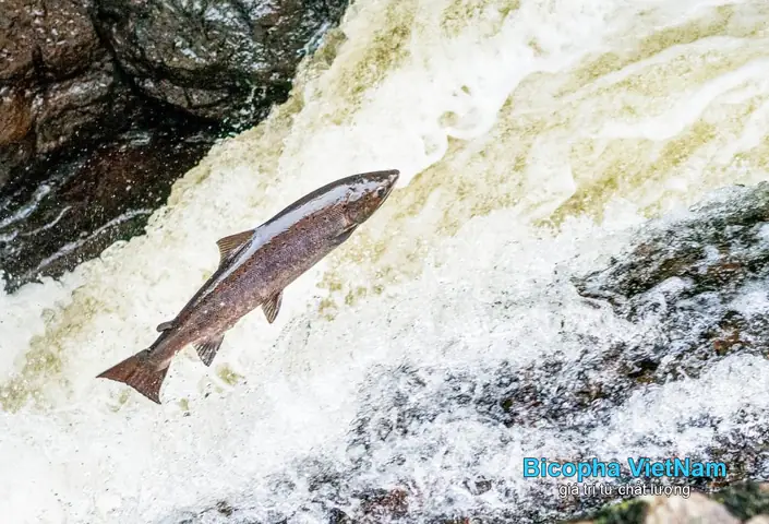 Cá Hồi Đại Tây Dương Là Gì? Đặc Điểm