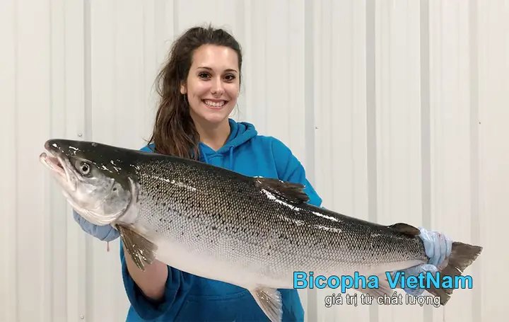 Cá Hồi Đại Tây Dương Là Gì? Đặc Điểm