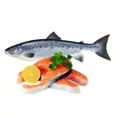 Cá Hồi Tiếng Anh Là Gì Cá Hồi Tiếng Anh Là Gì