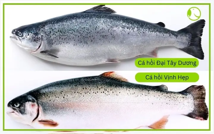 Sự Khác Nhau Giữa Cá Hồi Đại Tây Dương (atlantic Salmon) Và Cá Hồi Vịnh Hẹp (fjord Trout)