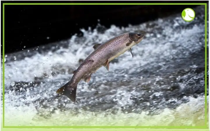 Sự Khác Nhau Giữa Cá Hồi Đại Tây Dương (atlantic Salmon) Và Cá Hồi Vịnh Hẹp (fjord Trout)
