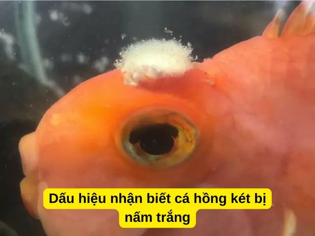 Dấu Hiệu Nhận Biết Cá Hồng Két Bị Nấm Trắng