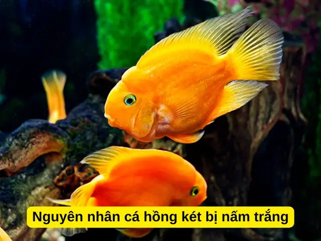 Môi Trường Sống Không Phù Hợp