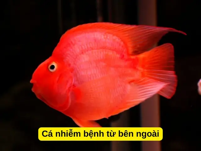 Cá Nhiễm Bệnh Từ Bên Ngoài