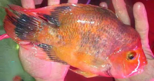 Bệnh Đen Vây Ở Cá Hồng Két