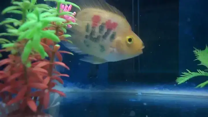 Môi Trường Sống Không Phù Hợp