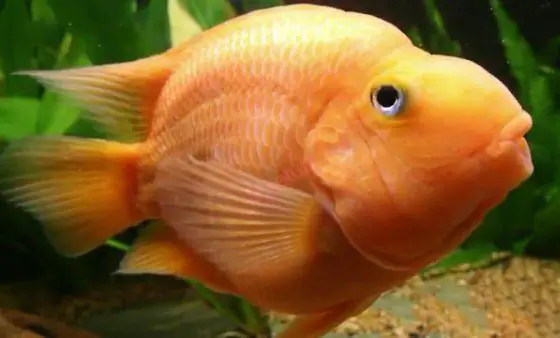 Bệnh Sình Bụng Ở Cá Hồng Két