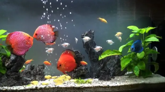 Cá Hồng Két Nuôi Chung Với Cá Nào? Kỹ Thuật Nuôi Đơn Giản, Hiệu Quả