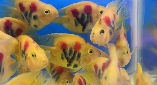 Nguồn Gốc Của Cá Hồng Két. Đặc Điểm Và Cách Nuôi Cá Tốt Nhất