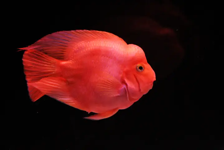 Cá Huyết Anh Vũ Xăm Mình