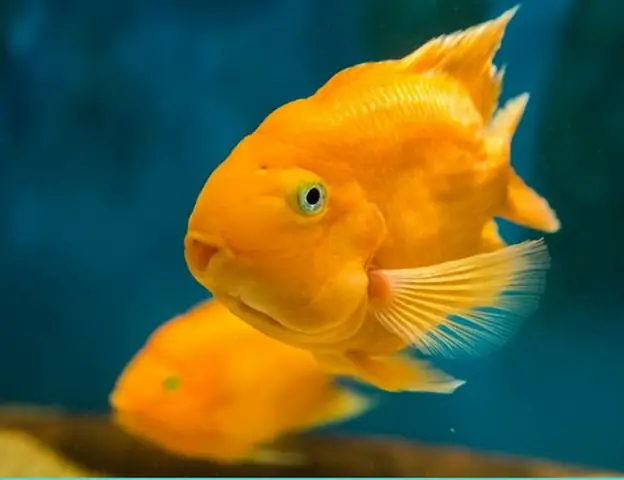 Ca-hong-ket-gia-bao-nhieu-2