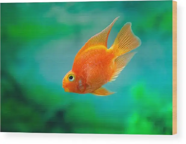 Môi Trường Sống