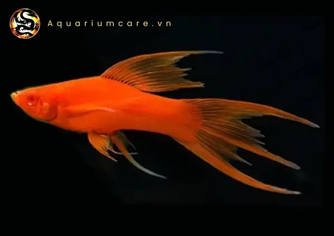 Tập Tính Và Hành Vi Của Cá Hồng Kim Vàng