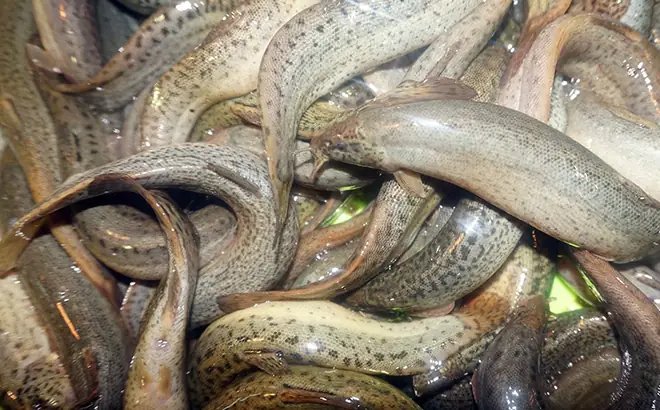 Kỹ Thuật Nuôi Cá Chạch Đồng