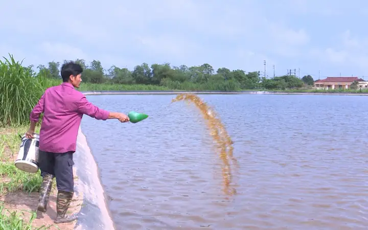 Chuẩn Bị Ao Nuôi Cá Hồng Nước Ngọt