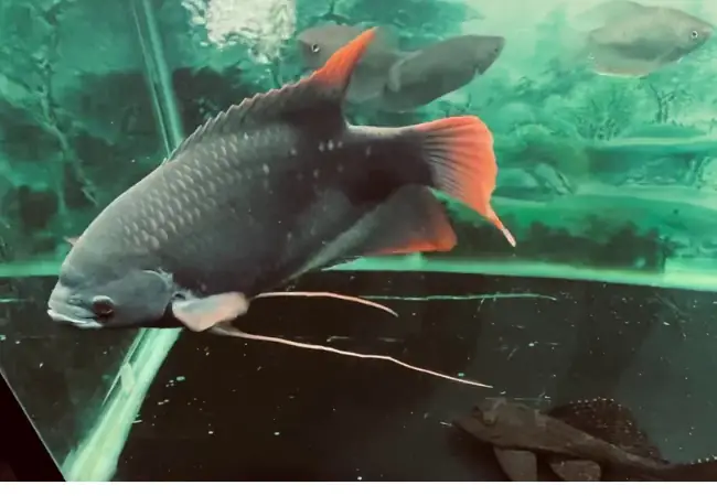 Cá Hồng Phát Tài