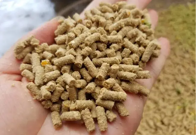 Cá Hồng Phát Tài