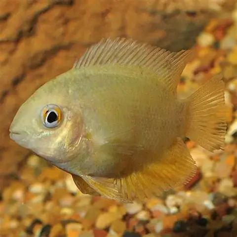 Cá Hồng Phát Tài