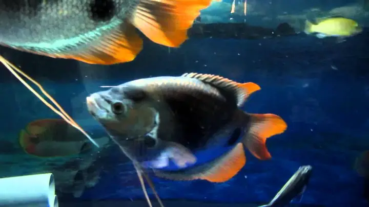 Cá Hồng Phát Tài