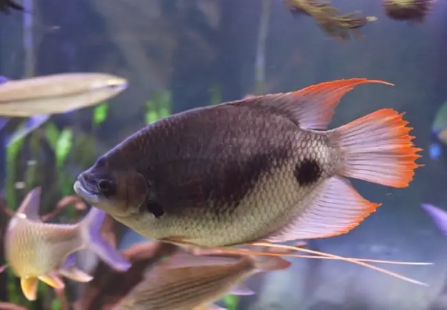 Cá Hồng Phát Tài