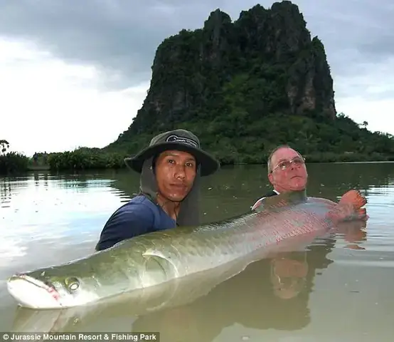 Hướng Dẫn Chăm Sóc Cá Hồng Vĩ Mỏ Vịt Khổng Lồ Hướng Dẫn Chăm Sóc Cá Hồng Vĩ Mỏ Vịt Khổng Lồ