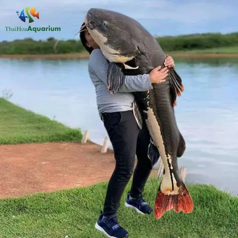 Cá Hồng Vĩ Mỏ Vịt Khổng Lồ: Bí Mật Về Loài Cá Da Trơn "thần Thánh" Của Sông Amazon Cá Hồng Vĩ Mỏ Vịt Khổng Lồ: Bí Mật Về Loài Cá Da Trơn "thần Thánh" Của Sông Amazon