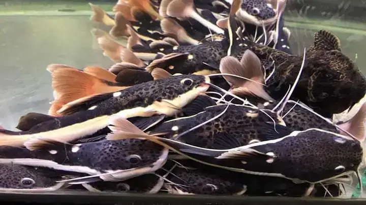 Thức Ăn Viên Công Nghiệp – Nền Tảng Khẩu Phần Ăn