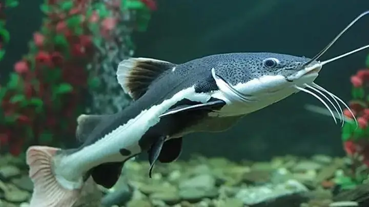 Tập Tính Sống Và Nhu Cầu Sinh Thái