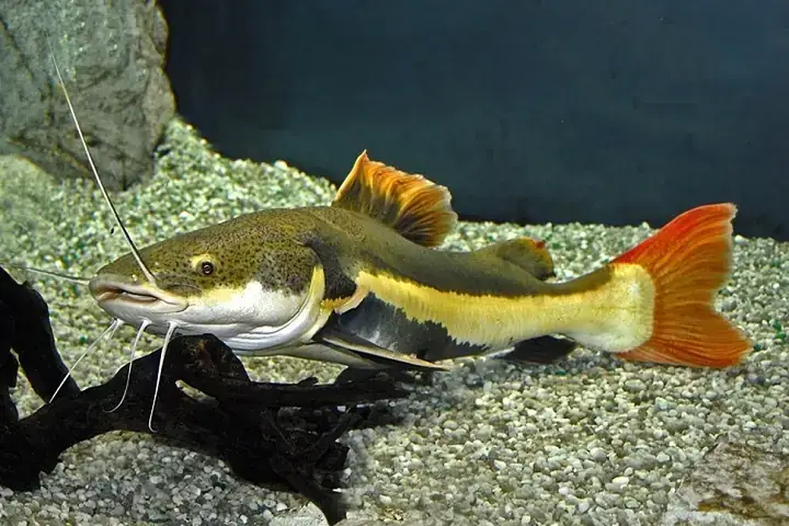 Bảng Kế Hoạch Cho Ăn Mẫu Cho Cá Hồng Vỹ Trưởng Thành