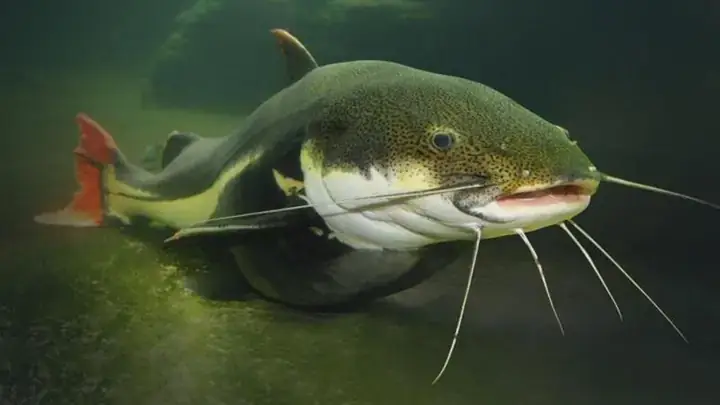 Nguồn Gốc Và Đặc Điểm Sinh Học