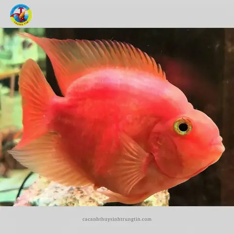 Cá Hồng Két (cá Huyết Anh Vũ)