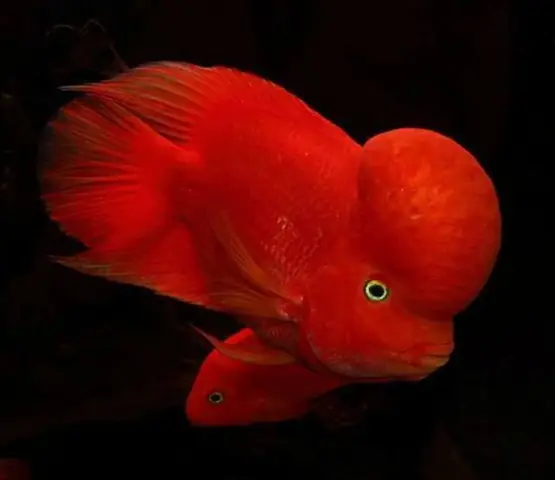 Cá Khỉ Đỏ Đầu Gù