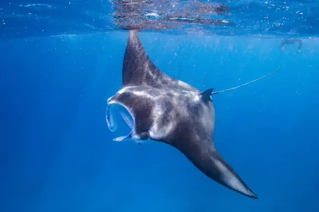 Cá Khổng Lồ Đại Dương: Những Quái Vật Bí Ẩn Dưới Lòng Biển